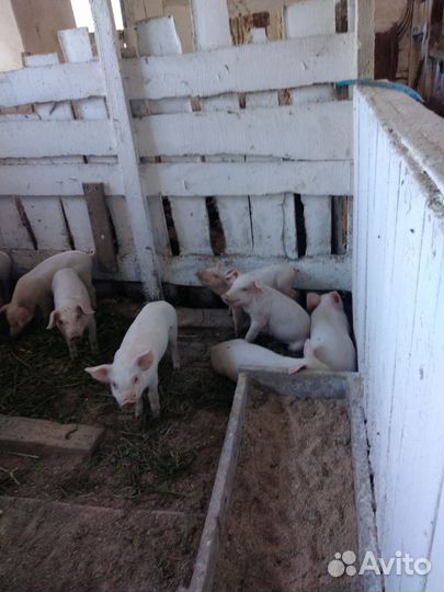 Поросята дюрок+ландрас