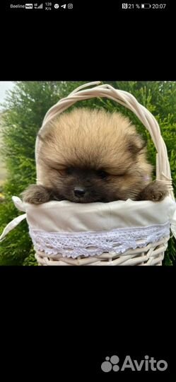 Продаются щенки породы шпиц