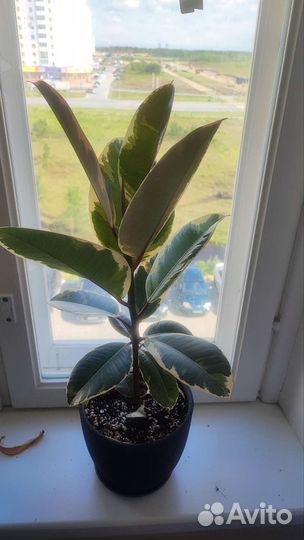 Фикус эластика Тинеке