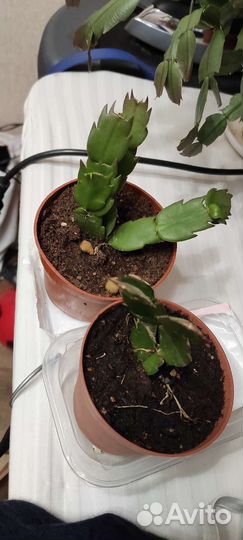 Цветок декабрист