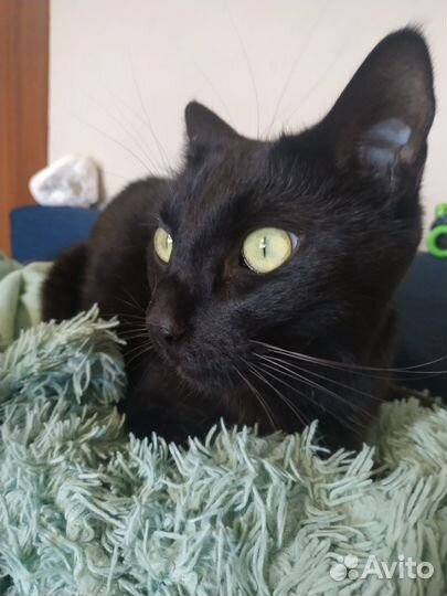 Кот Тимофей