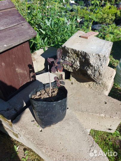 Скумпия Роял Перпл