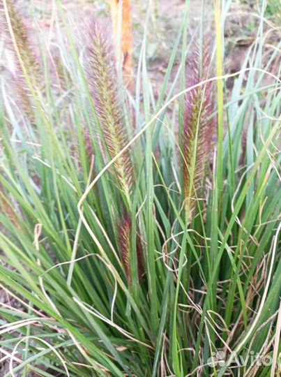 Пиннесетум