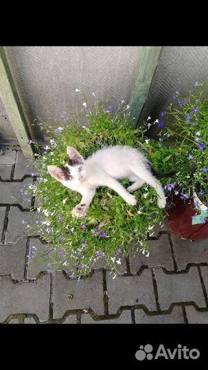 Котята в добрые руки бесплатно