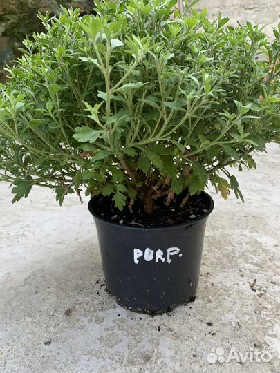 Хризантемы мультифлора