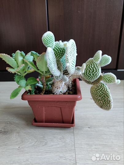 Кактусы, флорариум