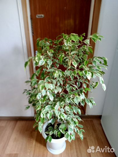 Фикус бенджамина