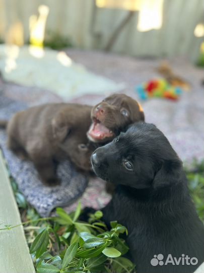 Щенки лабрадора метис