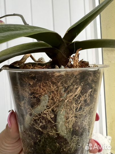 Орхидея фаленопсис Манхэттен