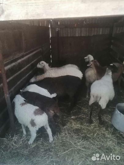 Овцы матки ягнята бараны