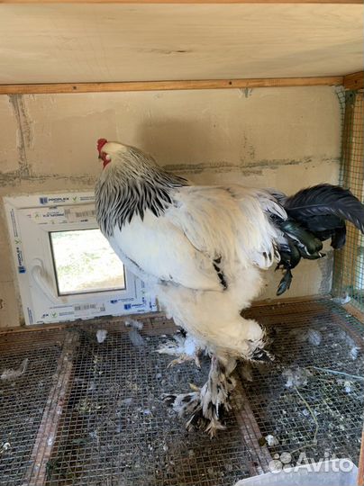 Домашняя птица