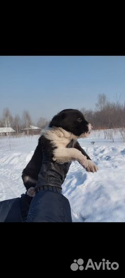 Очаровательная девочка в добрые руки