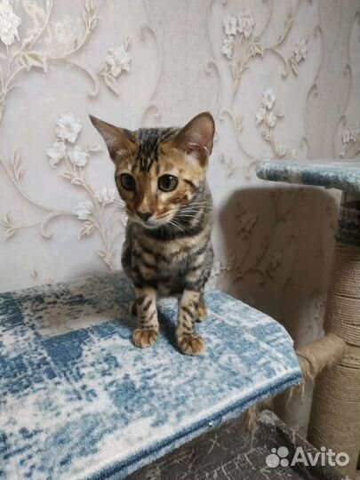Бенгальский котёнк