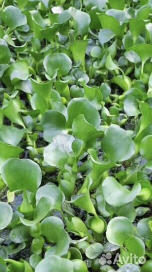 Растения для пруда нимфеи,гиацинты,водная эйхорния