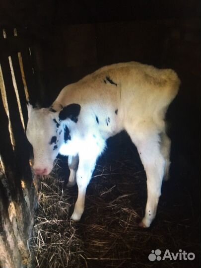 Тёлочки 2 шт