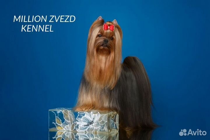 Йорк девочка мини РКФ