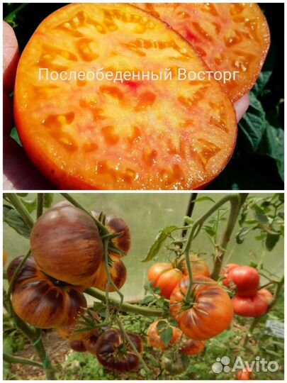 Семена томатов