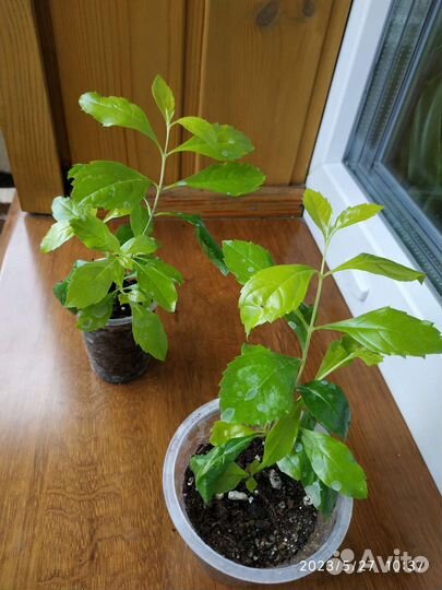 Дуранта комнатное растение