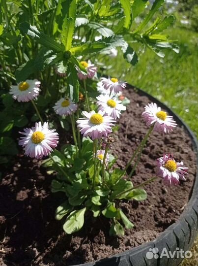 Садовые цветы