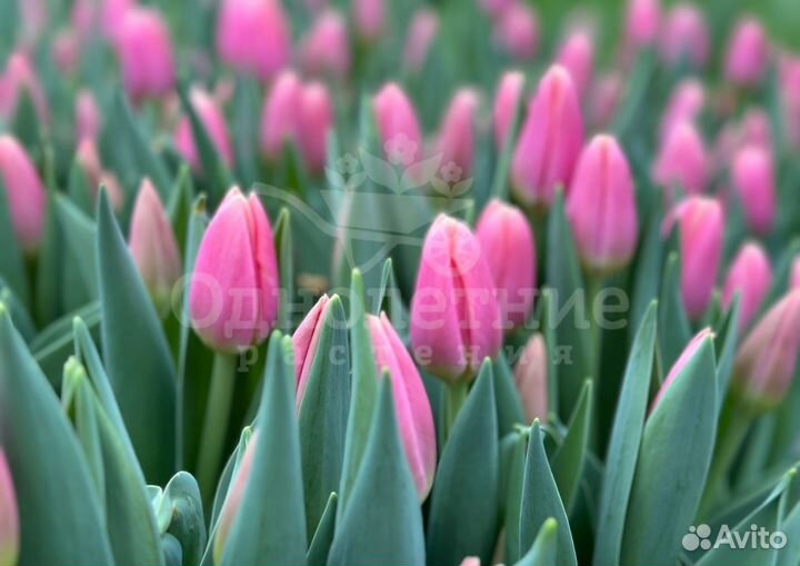 Тюльпаны/ Цветы/ Букеты / Подарок