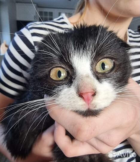 Вислоухий котик в дар