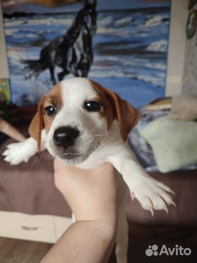 Щенки джек рассел терьер