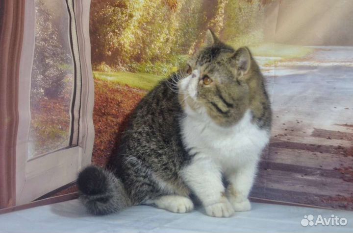 Счастливый кастрат