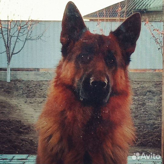 Немецкая овчарка