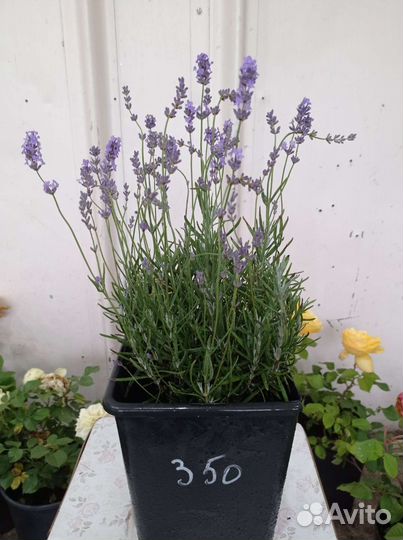Лаванда куст