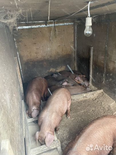 Свинки Дюрок