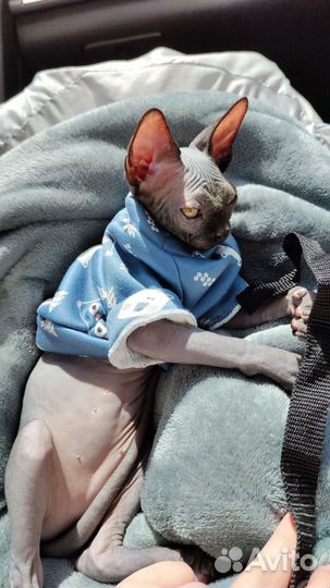 Вещи для животных