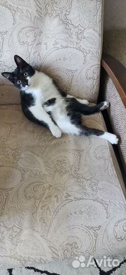 Кошка