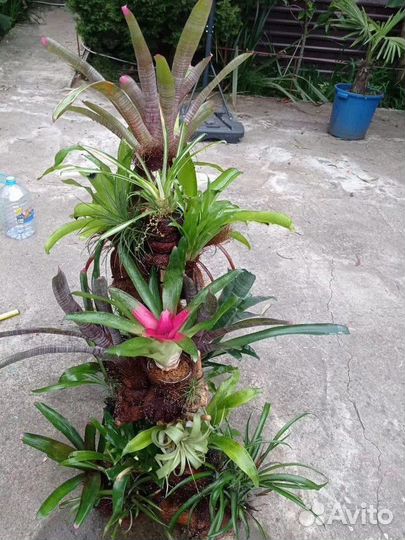 Композиция из Бромелий и Тилландсий