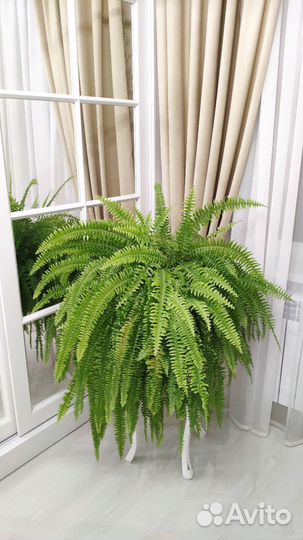 Папоротник Нефролепис