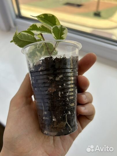 Фикус Бенджамина Голден Кинг