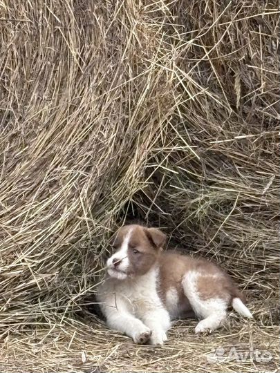 Щенки в добрые руки даром