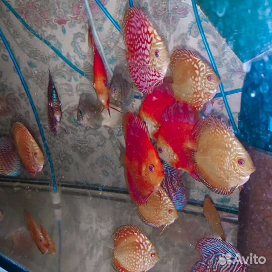 Дискусы Ассорти Супер Ред,хай боди