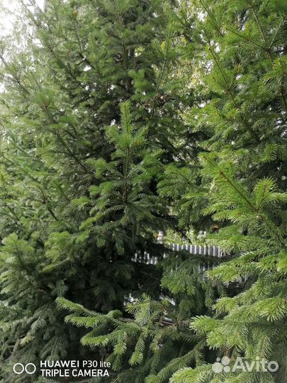 Веники для бани пихта