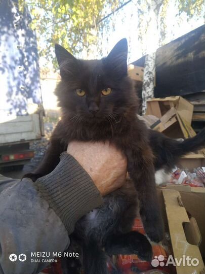 Кошка