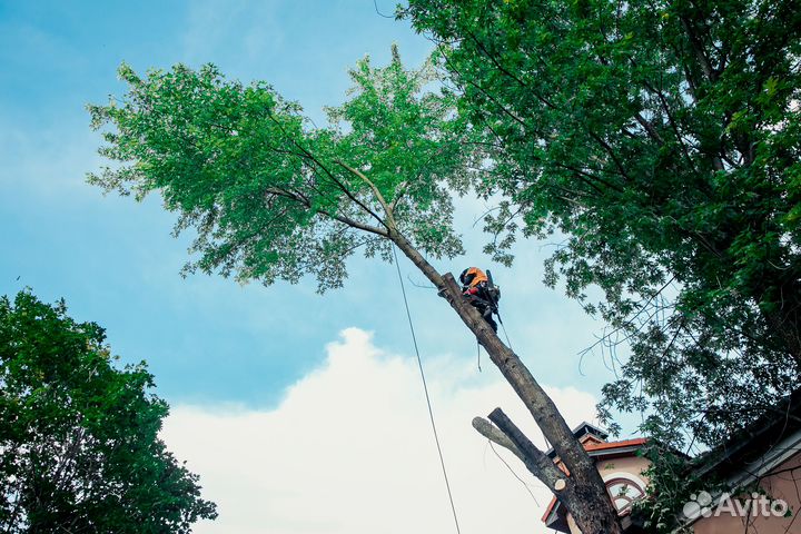 Расчистка участка