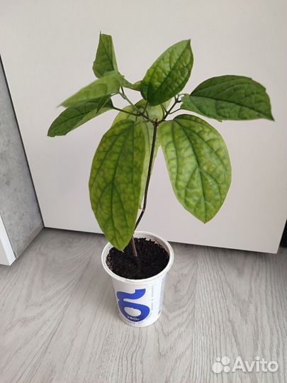 Клеродендрум