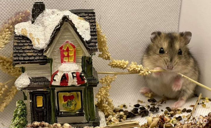 Хомяки. Клетки