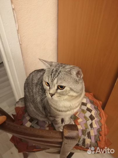 Кот на вязку