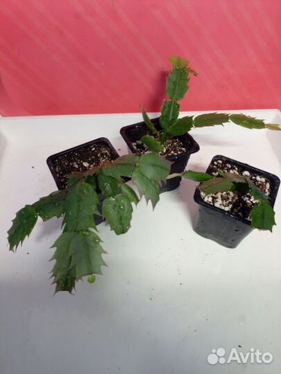 Декабрист микс