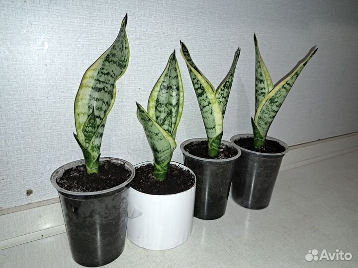 Сансевиерия (щучий хвост)
