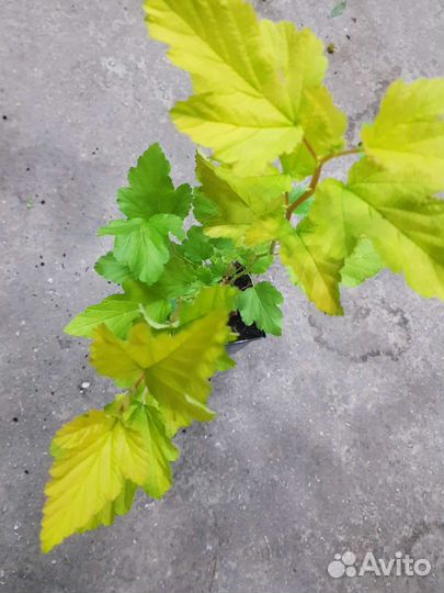 Пузыреплодник калинолистный