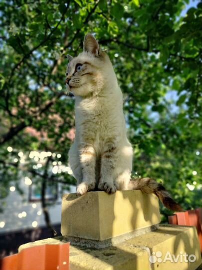 Кошка в дар бесплатно