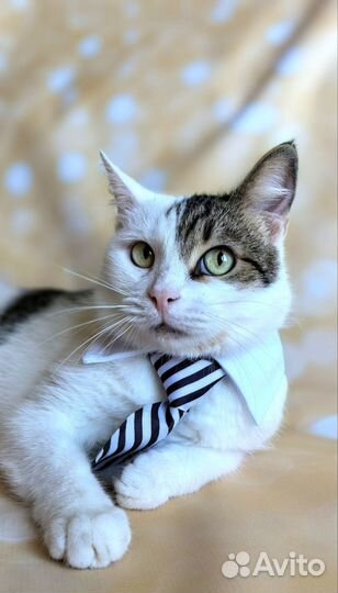 Коты неразлучники братья в добрую семью