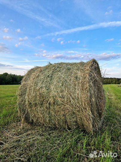 Сено в рулонах 2024г 250кг