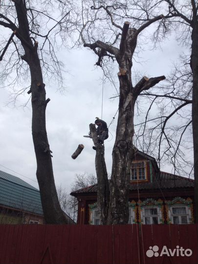 Спил опасного дерева